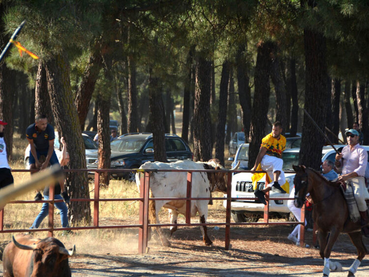 Encierro campero de Nava de la Asunción. / AMADOR MARUGÁN