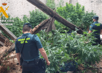 Plantación de cannabis / GUARDIA CIVIL