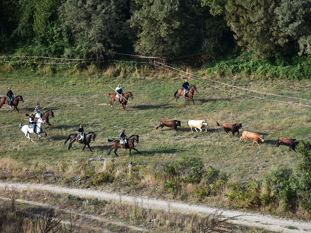 Los novillos de Cayetano de Frutos protagonizan un limpio encierro campero en Pedraza 2 Encierro campero de Pedraza, con novillos de Cayetano de Frutos. / A.M.