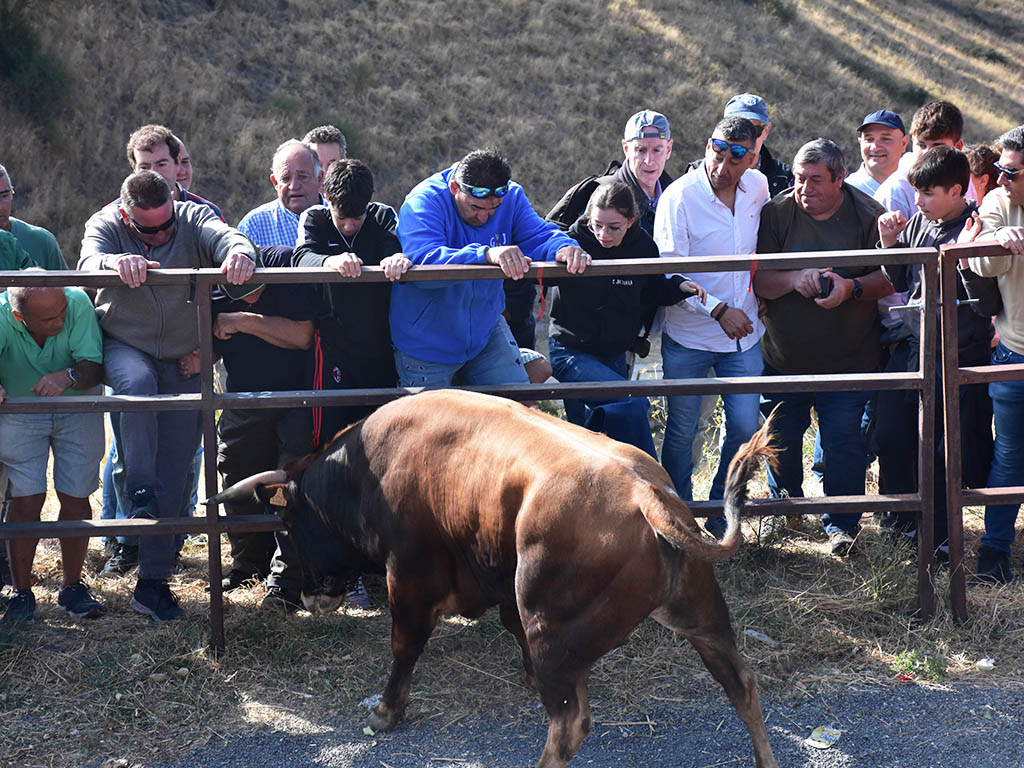 Los novillos de Cayetano de Frutos protagonizan un limpio encierro campero en Pedraza 3 Encierro de Pedraza. / A.M.