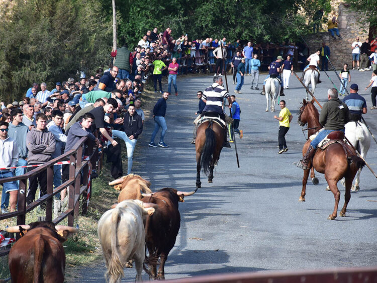 Los novillos de Cayetano de Frutos protagonizan un limpio encierro campero en Pedraza 1 Los novillos de Cayetano de Frutos entren en el recorrido urbano de Pedraza, de la mano de los caballistas. / ALEJANDRO MARTÍN