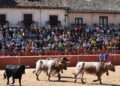 Uno de los toros de los mozos, junto a los bueyes en el coso de Riaza. / A.M.