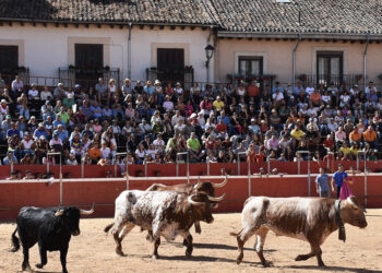 Uno de los toros de los mozos, junto a los bueyes en el coso de Riaza. / A.M.