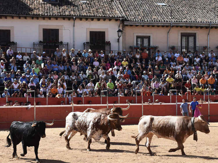El encierro y el toro de los mozos toman protagonismo en las fiestas de <h3 class='enlacePalabraNoticia'>Riaza</h3>