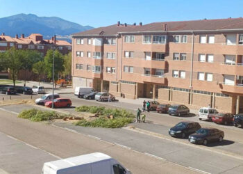 Árboles talados en una de las plazas del barrio de Nueva Segovia. / SEGOVIA EN MARCHA