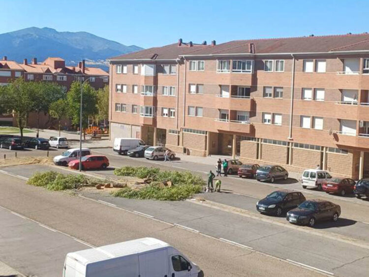Malestar vecinal en Nueva Segovia por la tala de árboles para llevar a cabo la renaturalización de plazas 1 Árboles talados en una de las plazas del barrio de Nueva Segovia. / SEGOVIA EN MARCHA