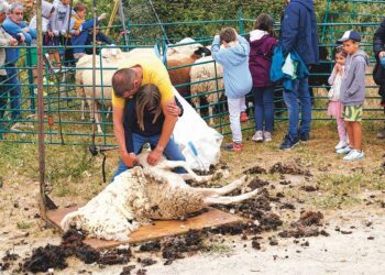 Los niños aprender a esquilar las ovejas en la Feria del Esquileo/ E.A.