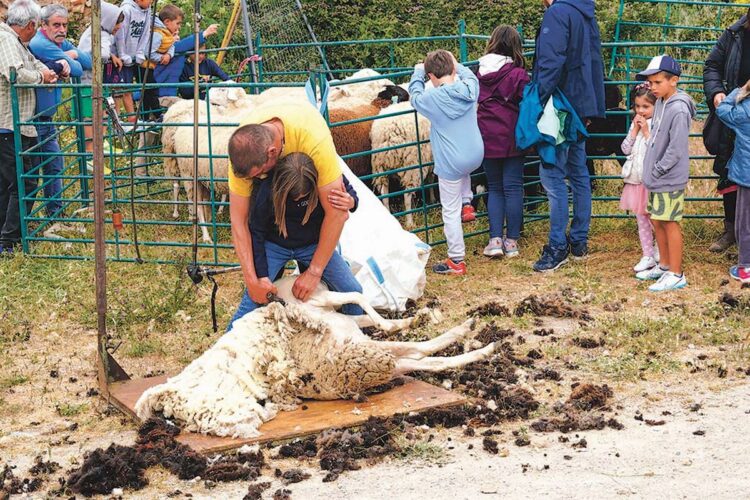 Los niños aprender a esquilar las ovejas en la Feria del Esquileo/ E.A.