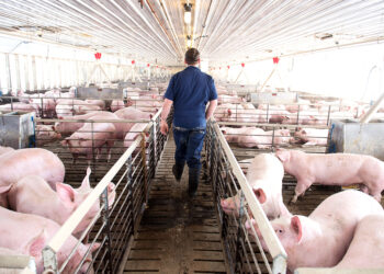 Imagen de archivo de una explotación de cerdos.