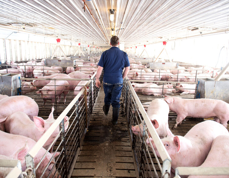 Imagen de archivo de una explotación de cerdos.