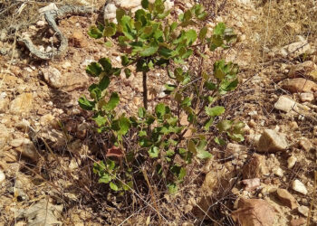 El proyecto se ubica en la localidad de Aldeanueva del Monte, de Riaza.