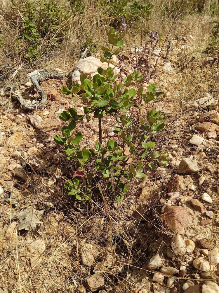 El Ayuntamiento de Riaza se inscribe en el primer proyecto de absorción de huella de carbono en la provincia 1 El proyecto se ubica en la localidad de Aldeanueva del Monte, de Riaza.