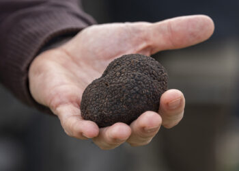 Una trufa negra./ E. A.