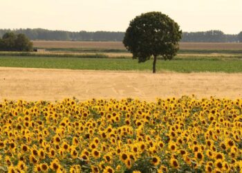 Campo de girasoles./ E.A.