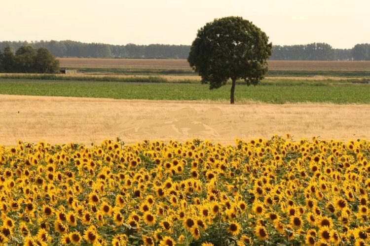 Campo de girasoles./ E.A.