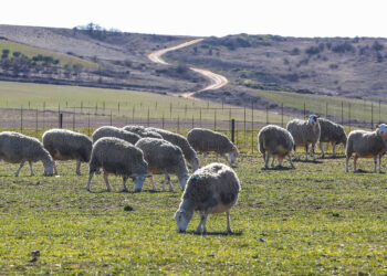 Los titulares de explotaciones ganaderas con superficie de pastos declarada en la PAC pueden solicitar las ayudas hasta el 31 de octubre. / Campillo