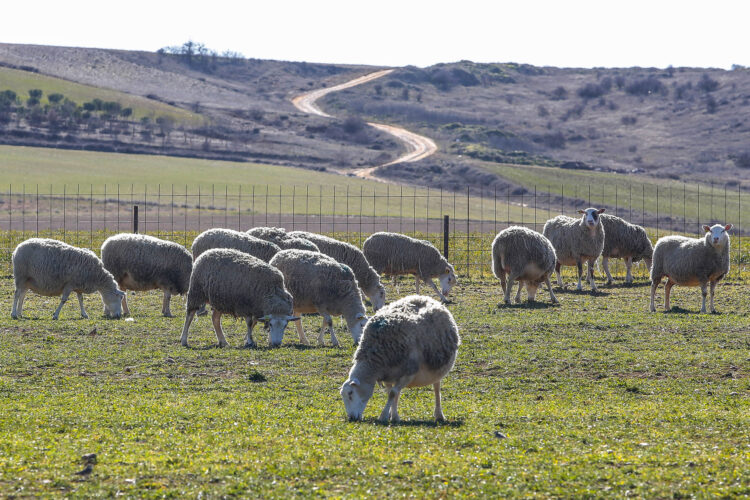 Los titulares de explotaciones ganaderas con superficie de pastos declarada en la PAC pueden solicitar las ayudas hasta el 31 de octubre. / Campillo