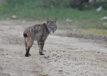 El proyecto dura dos meses, y permitirá además identificar las especies que transiten por determinados puntos. / JCYL