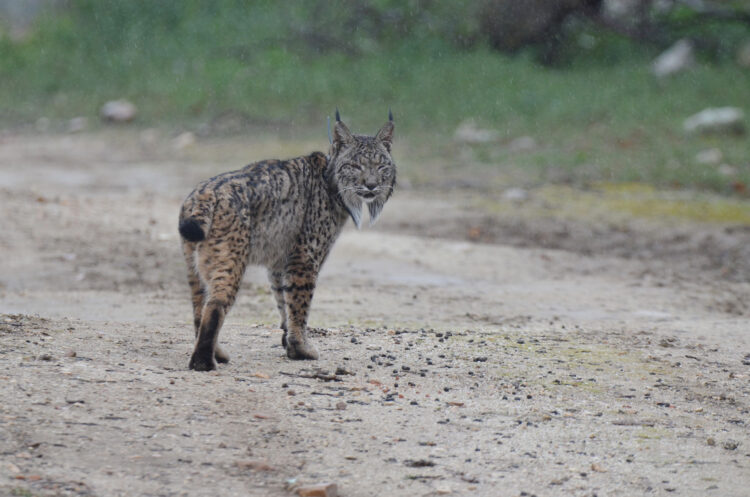La Junta monitorizará a los linces del Cerrato en tiempo real 1 El proyecto dura dos meses, y permitirá además identificar las especies que transiten por determinados puntos. / JCYL