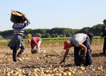 Dentro de la región, la producción viene de Ávila, Valladolid, Segovia y Zamora. / Rubén Cacho