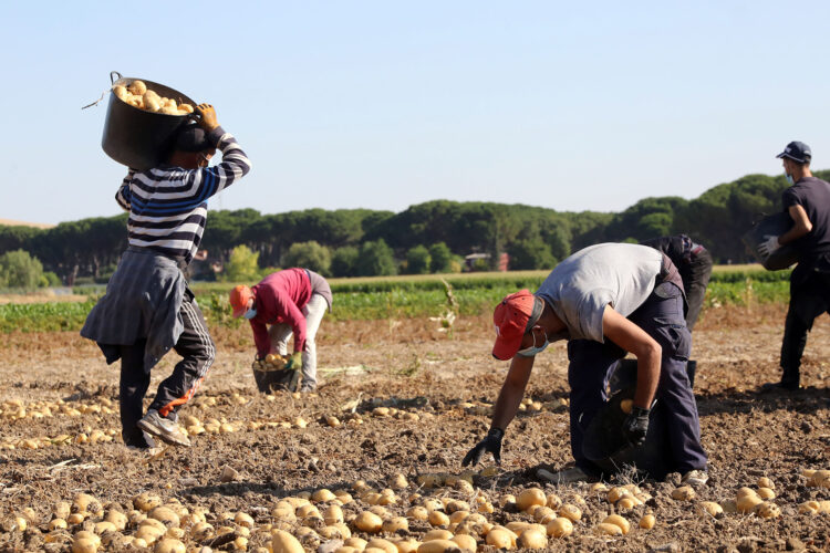 Dentro de la región, la producción viene de Ávila, Valladolid, Segovia y Zamora. / Rubén Cacho