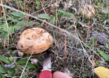 Recogiendo Níscalos./ E. A.