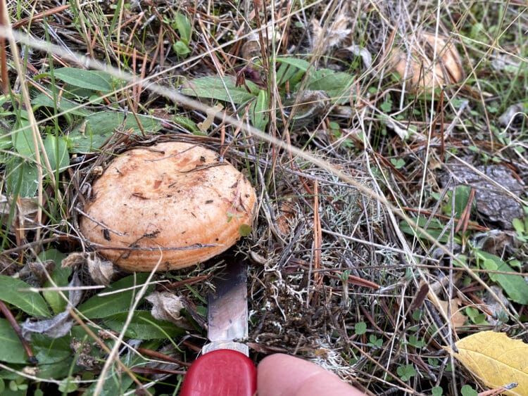 Recogiendo Níscalos./ E. A.