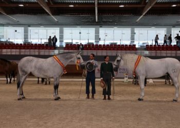 ‘Primavera BAT’ y ‘Gesoro Torreluna’, campeones del Concurso Morfológico./ FEDERACIÓN