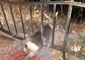 Ejemplar de corzo atrapado en el vallado de la Cuesta de los Hoyos. / POLICÍA LOCAL DE SEGOVIA