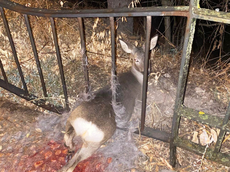 Ejemplar de corzo atrapado en el vallado de la Cuesta de los Hoyos. / POLICÍA LOCAL DE SEGOVIA