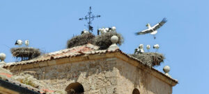 Atravensando los montes Carpetanos 4 Sobre el campanario de la iglesia de San Cristóbal anidan las cigüeñas.