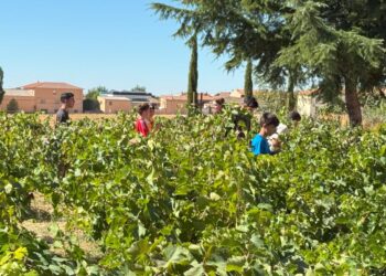 Los alumnos participan en el proyecto ‘Enseña tu Viña’ / IES ‘CATALINA DE LANCASTER’
