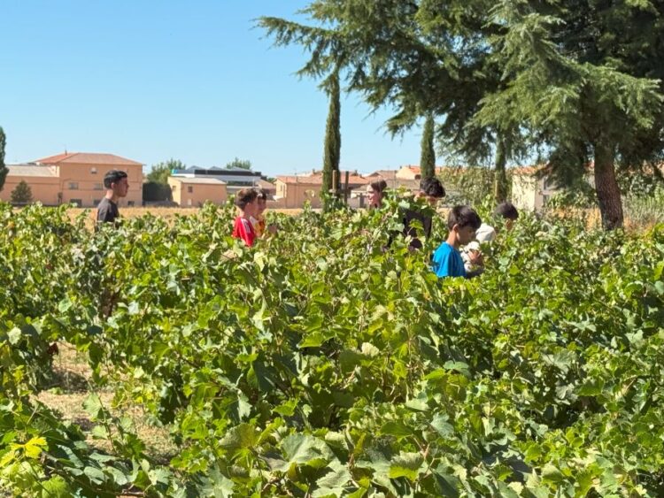 Los alumnos participan en el proyecto ‘Enseña tu Viña’ / IES ‘CATALINA DE LANCASTER’