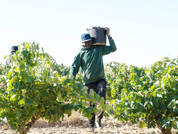 2025, “un gran año” para las bodegas con denominación 1 Vendimia. / ICAL
