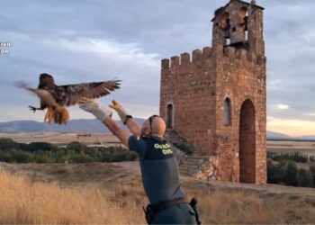 La Guardia Civil recupera un ejemplar de Búho Real en la localidad de Ayllón / GUARDIA CIVIL