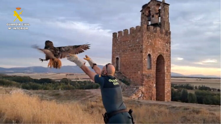 La Guardia Civil recupera un ejemplar de búho real en Ayllón 1 La Guardia Civil recupera un ejemplar de Búho Real en la localidad de Ayllón / GUARDIA CIVIL