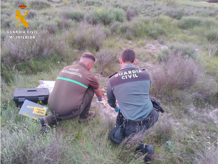 La Guardia Civil de Segovia investiga a una persona como presunta autora de un delito contra la flora y la fauna / GUARDIA CIVIL