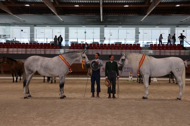 ‘Gesoro Torreluna’ y ‘Primavera BAT IV’, campeones del Concurso Morfológico en Segovia./FHCYL