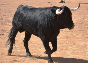 Un novillo durante una suelta de reses. / EL ADELANTADO