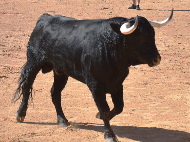 Un novillo durante una suelta de reses. / EL ADELANTADO