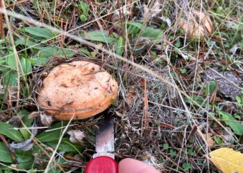 La provincia de Segovia cuenta con extensos pinares, el ecosistema ideal para el níscalo (Lactarius deliciosus) lo que la convierte en una de las especies que más proliferan. ICAL.