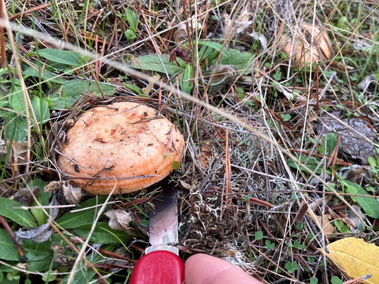 La Sociedad Micológica segoviana aguarda la llegada de lluvias con expectación 1 La provincia de Segovia cuenta con extensos pinares, el ecosistema ideal para el níscalo (Lactarius deliciosus) lo que la convierte en una de las especies que más proliferan. ICAL.