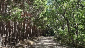 En la actualidad Collado Hermoso cuenta con 118 habitantes.