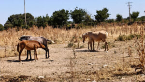 Caballos pastando en los alrededores de Basardilla.
