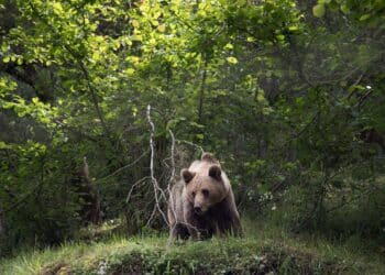 Páramo del Sil celebra unas jornadas técnicas sobre biodiversidad. / Eduardo Margareto