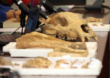 Los restos óseos pertenecen a dos ejemplares adultos y una cría. / Peio García