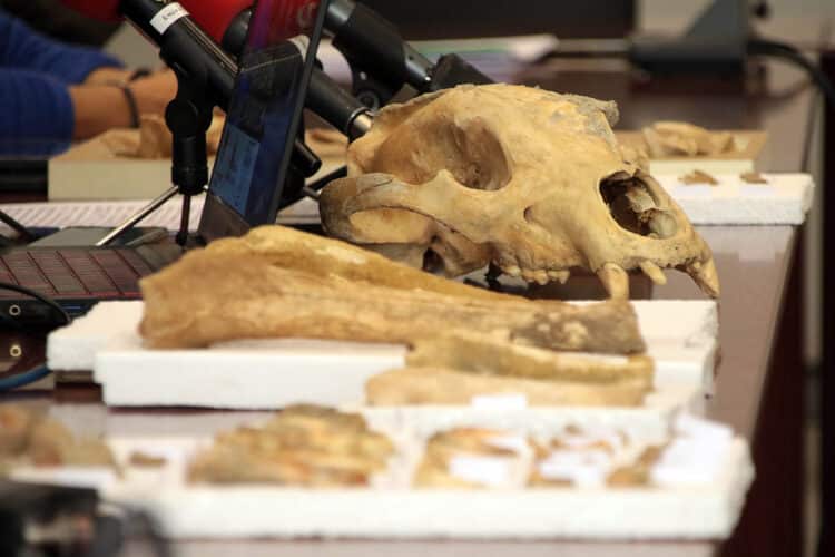 Hallados los primeros restos de oso cavernario en cuevas de León 1 Los restos óseos pertenecen a dos ejemplares adultos y una cría. / Peio García