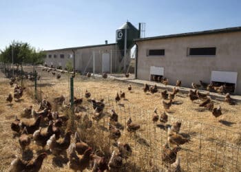 Destaca el confinamiento de las aves de corral en zonas consideradas de especial riesgo. / Jesús Formigo