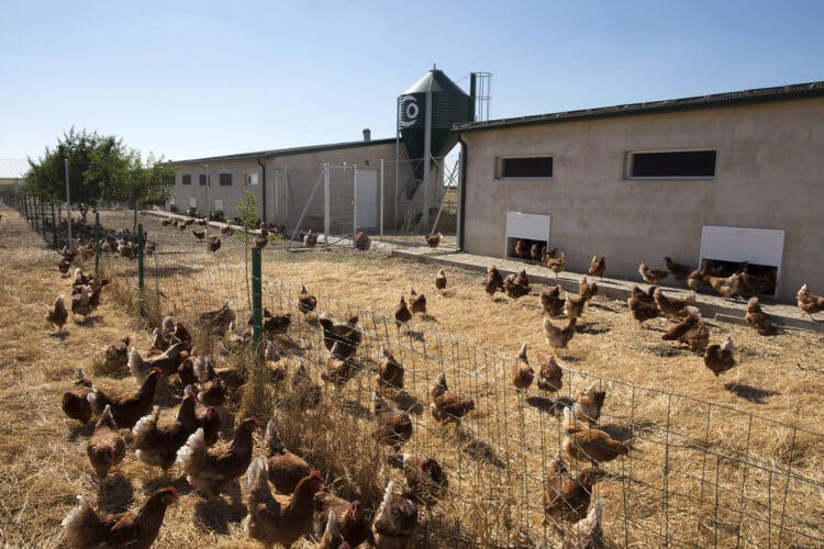 Activadas las medidas para frenar la gripe aviar en 250 municipios de Castilla y León 1 Destaca el confinamiento de las aves de corral en zonas consideradas de especial riesgo. / Jesús Formigo