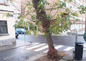 Arbolado del barrio de La Albuera. / AYUNTAMIENTO DE SEGOVIA